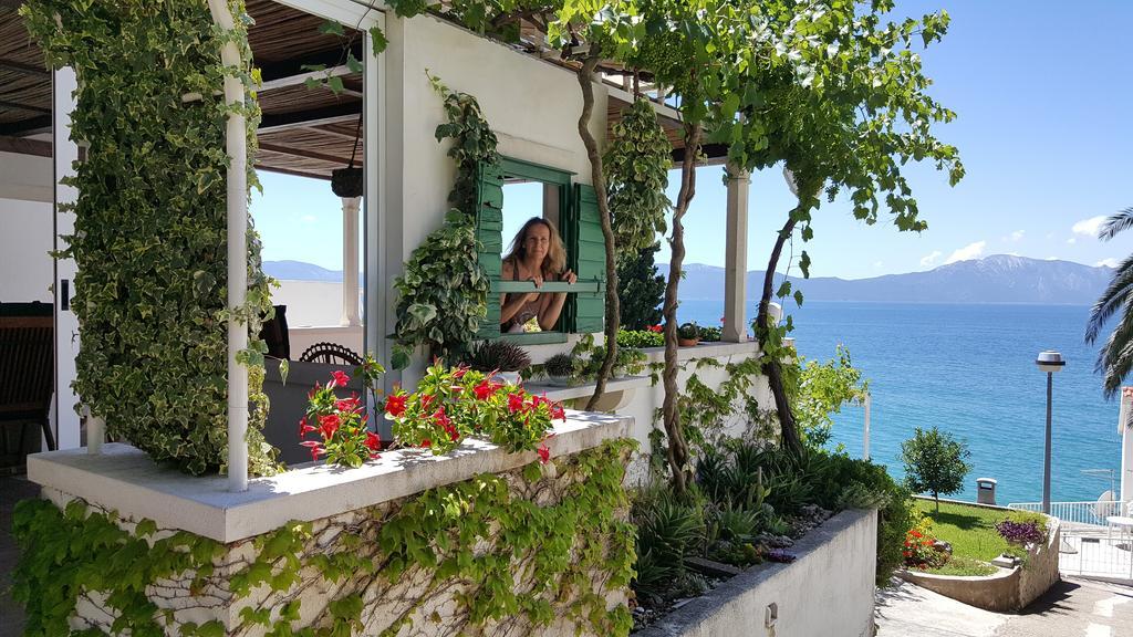 Mimoza * Brist